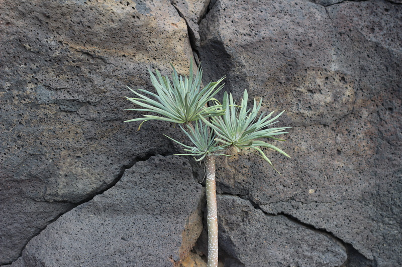 outdoors, no people, rock - object, dragon tree, rare, leaf, botany, la palma, beauty in nature, geology, green color, dragon, postcard, close-up, day