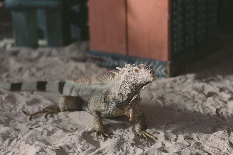 animal themes, close-up, one animal, animal, land, vertebrate, reptile, day, aruba, iguana, bed, 5K, no people, sunlight, animals in the wild, focus on foreground