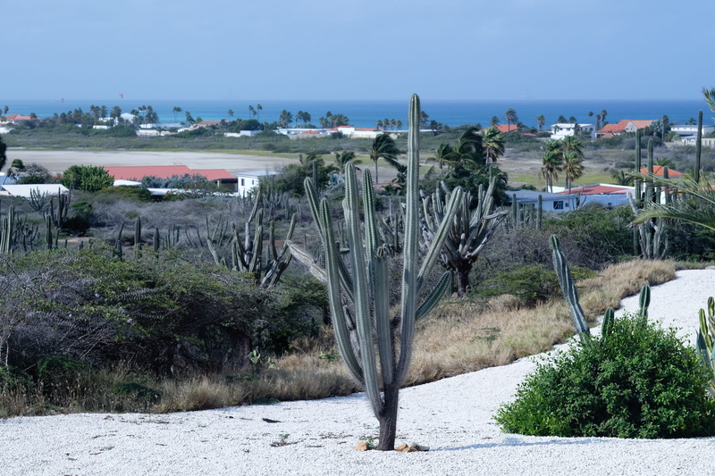 succulent plant, sky, growth, water, land, plant, day, sea, nature, tree, 4K, building exterior, caribbean, aruba, scenics - nature, tranquility, tranquil scene