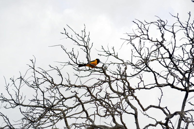 holidays, beauty in nature, yellow bird, 4K, bare tree, animals in the wild, vertebrate, bird in the nature, sky, low angle view, exotic, bird, one animal