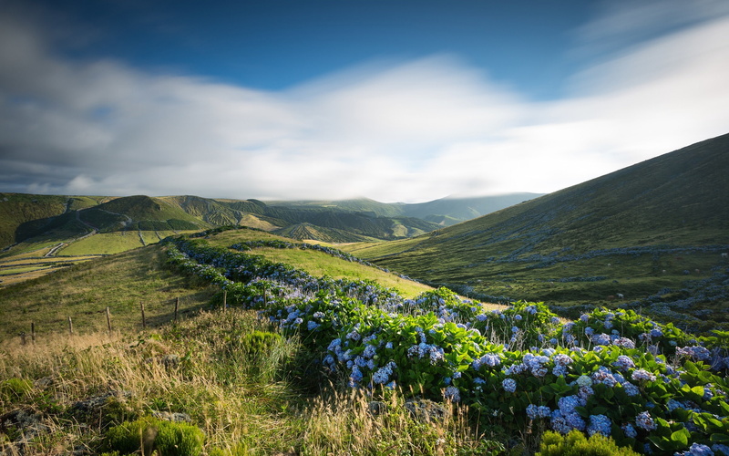 sky, idyllic, green color, flores, hydrangeas, island, rolling landscape, tranquil scene, nature, outdoors, mountain, growth, 2K, beauty in nature, scenics - nature