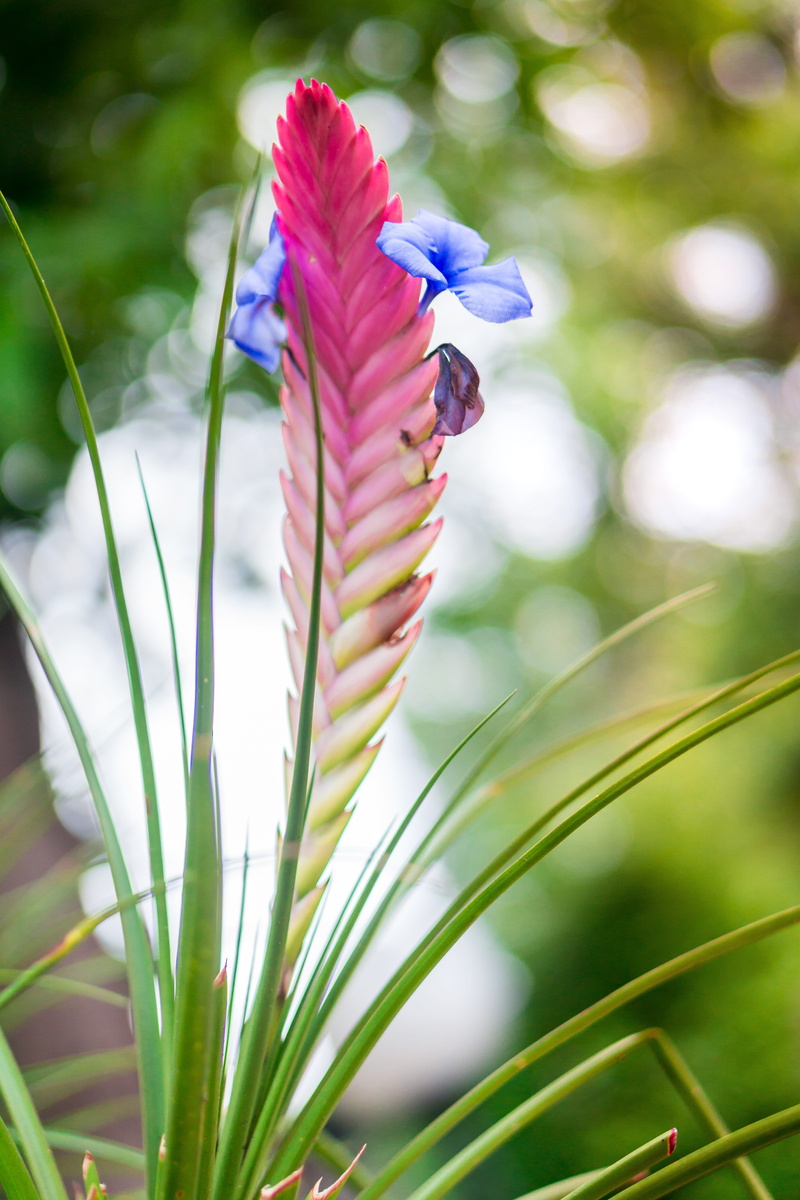 day, inflorescence, growth, green color, flore, vulnerability, botany, nature, flower head, purple, no people, flowering plant, beauty in nature, flower