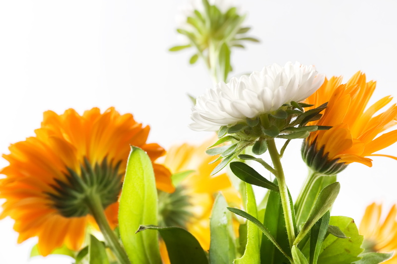 flores, 4K, orange color, nature, growing, flower head, fragility, blossom, inflorescence, plant, leaf, flora, naturally, growth, nobody, white color