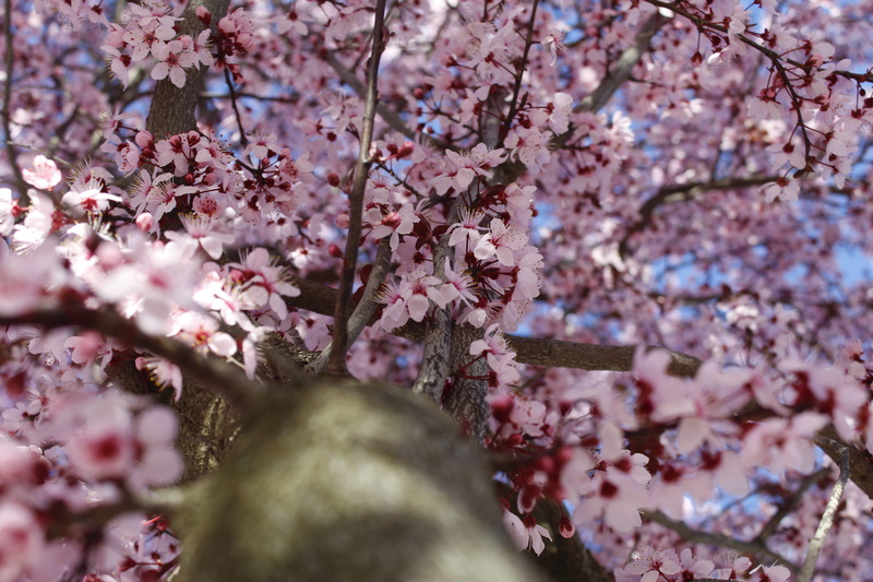 tomelloso, growth, arbol, outdoors, spring, primavera, springtime, no people, selective focus, 5K, flores, flowers, vulnerability, petal, tree, blossom