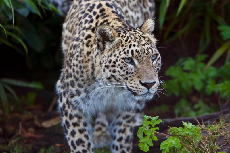 leopard, feline, 1080P, stalking, animals