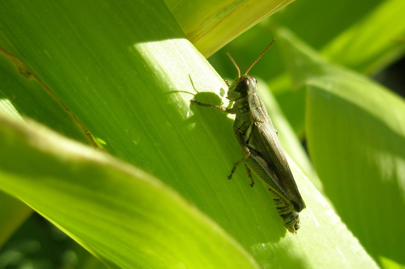 animal, invertebrate, animal wildlife, animals in the wild, sunny, 1080P, corn, selective focus, outdoors, nature, leaf, close-up, insect, plant part