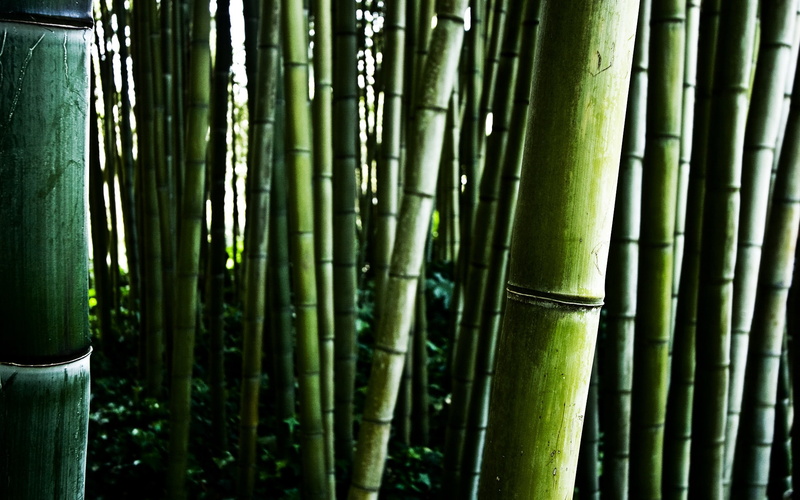 stalks, bamboo, 1080P