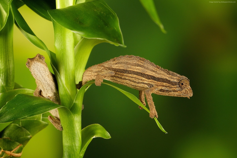 macro, 1080P, Chameleon, stalk, green