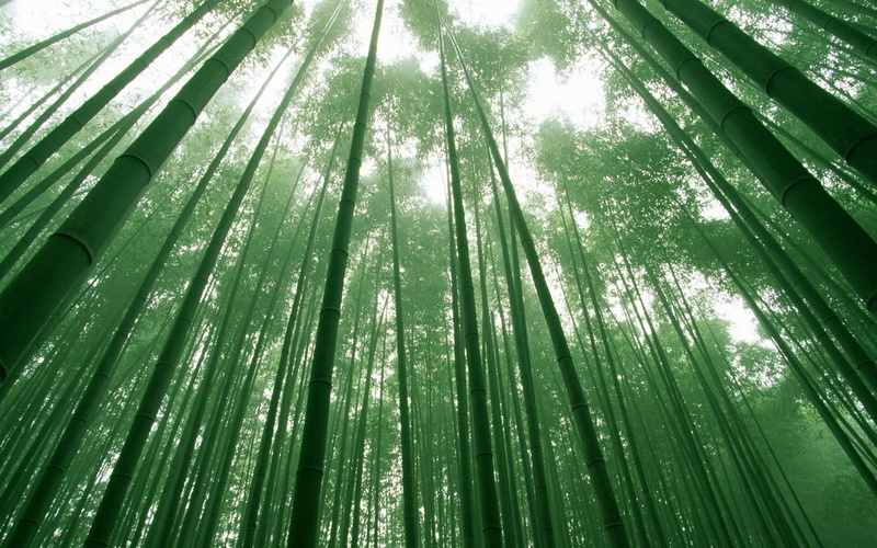 nature, leaf, sunlight, land, plant, full frame, low angle view, bamboo - Plant, no People, bright, woodland, tree, green Color, bamboo grove, bamboo, tree canopy