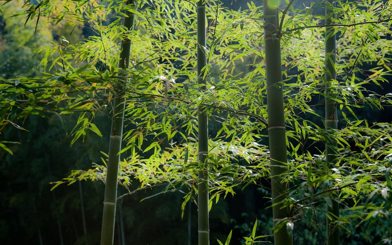 focus on foreground, beauty In Nature, outdoors, forest, grass, leaf, bush, lush Foliage, bamboo, bamboo grove, branch, springtime, stalks, nature, plant