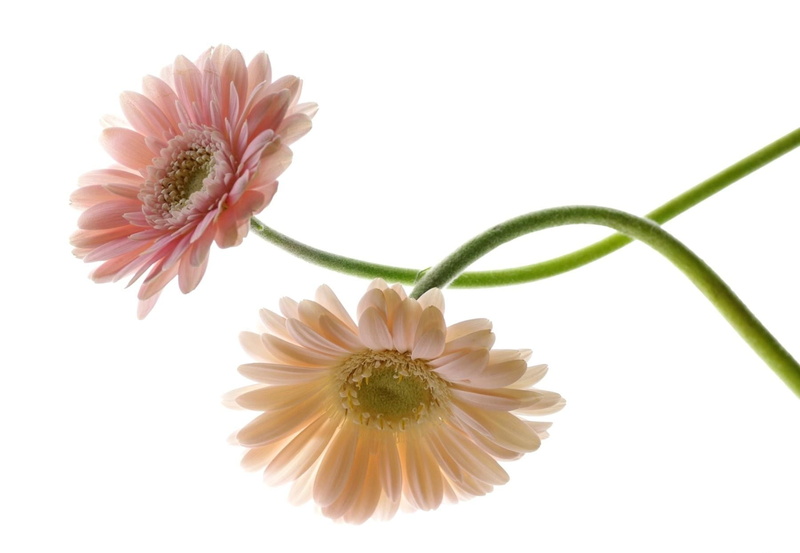 botany, flower Head, vibrant Color, 720P, softness, flowering plant, pink Color, blossom, beauty In Nature, flower, gerbera, plant, inflorescence, freshness