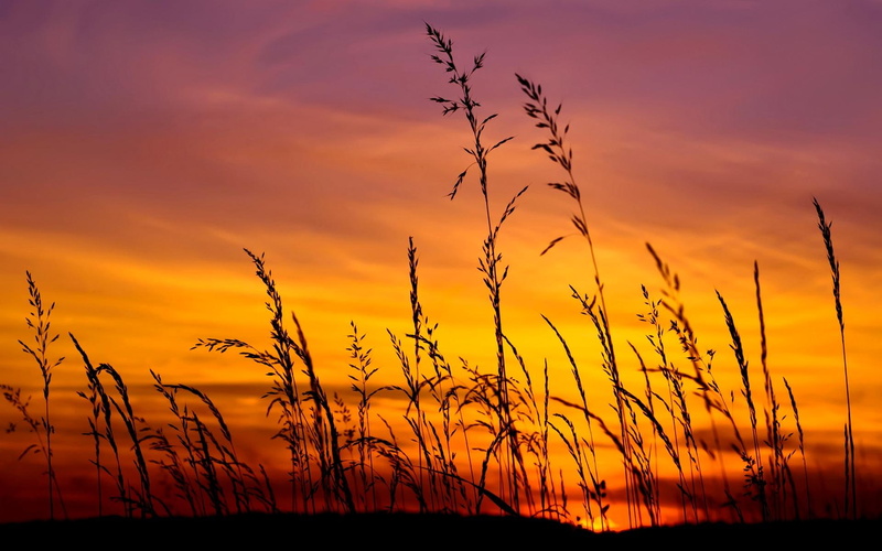 silhouette, sunset, wheat, field, 1080P, golden, nature and landscapes, nature, grass, stalks