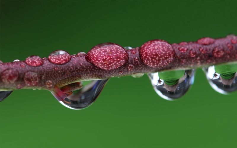 selective focus, colored background, dew, 1080P, close-up, branch, green background, red, freshness, macro, water, vulnerability, healthcare And Medicine