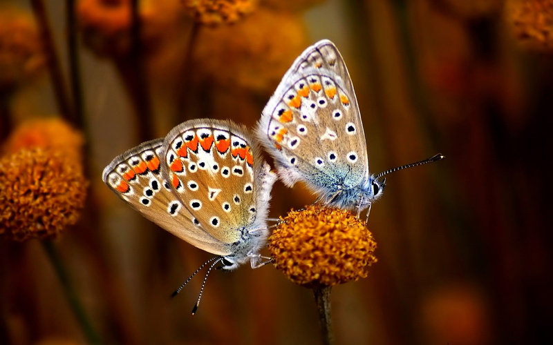 black, Butterflies, Dots, Stalk, Copulating, Antennas, 2K