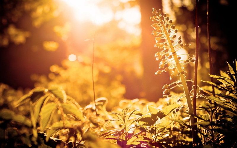summer, 720P, day, backgrounds, bright, close-up, sunlight, no People, meadow, sunset, stalk, plant, macro, sun, environment, non-Urban Scene, farm, rural Scene