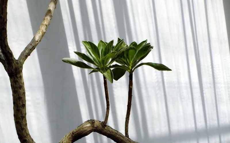 green, stalk, stem, nature, plant part, no People, white color, tree, white, 1080P, window, wood - material, focus on foreground, growth, beauty in nature
