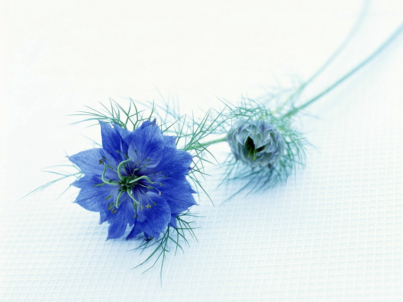 softness, studio shot, plant, no people, purple, petaled, flowering plant, white background, decoration, close-up, indoors, couple, blue, beauty in nature