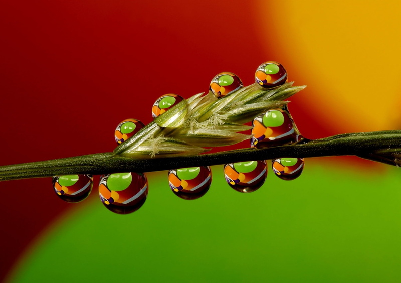 backgrounds, animal wildlife, stalk, green background, indoors, copy space, water, single object, green, studio shot, drops, insect, close-up, full length