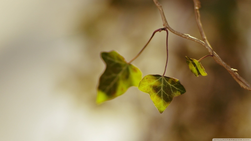 growth, fragility, leaf, vulnerability, focus on foreground, leaves, red, beauty in nature, nature, hanging, selective focus, plants, branch, natural condition