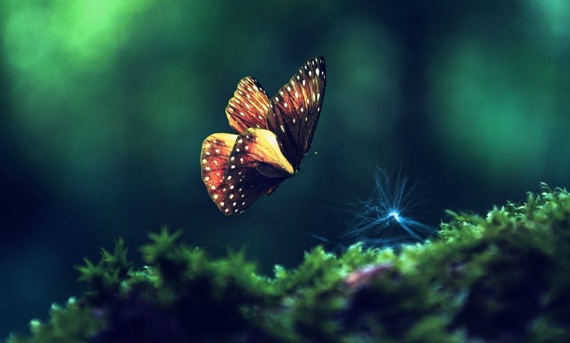 animal, no people, wings, nature, butterfly - Insect, plant, red, black, tree, multi Colored, sunlight, brown, insect, flower head, springtime, fragility