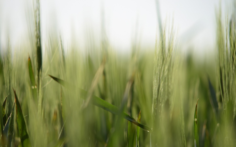 close-up, plants, no people, green color, outdoors, 4K, nature, selective focus, cereal plant, blade of grass, rural scene, grass, beauty in nature, field