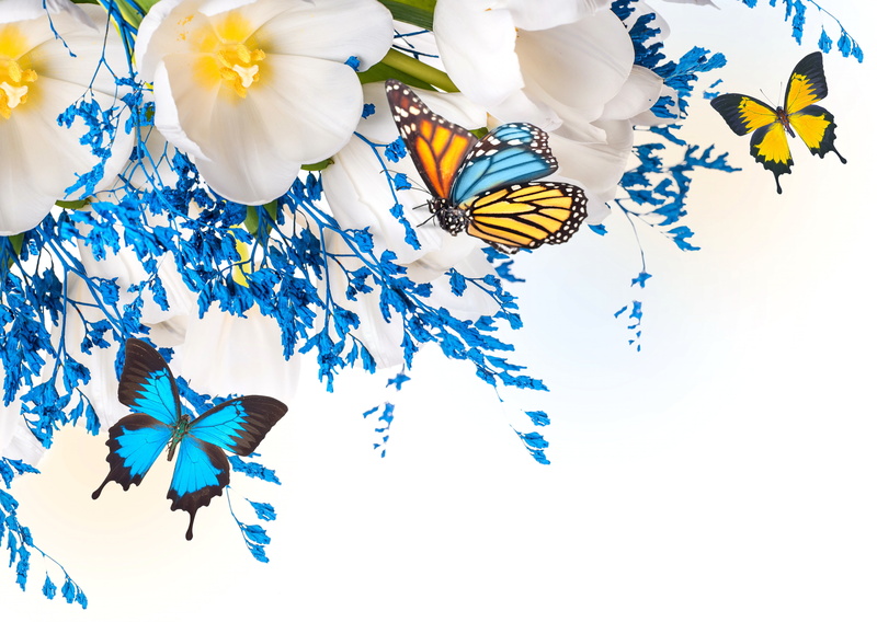 near, multi colored, growth, butterfly, flower, butterfly - insect, blue, no people, floral pattern, inflorescence, fragility, studio shot, flower head