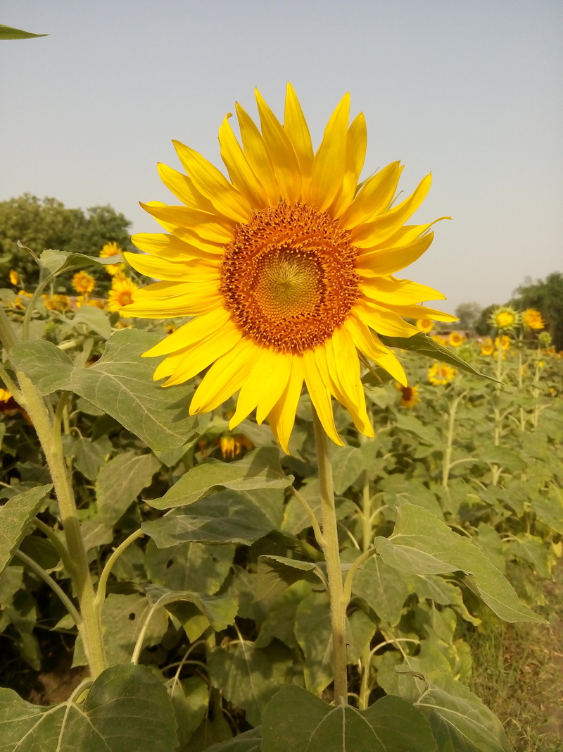 no people, flower, photographer, flowering plant, creative, photo, pollen, internet, leaf, sky, inflorescence, capture, growth, funny, beauty in nature