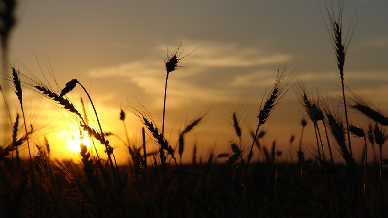 outdoors, tranquil scene, 2K, rural scene, sunlight, growth, sunset, silhouette, sun, plant, sky, crop, nature, stalk, cereal plant, beauty in nature