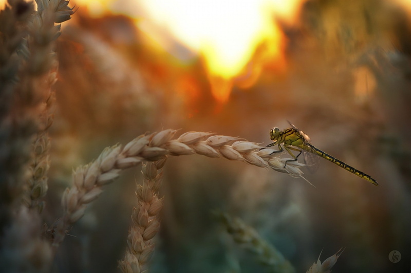plant, animal wildlife, invertebrate, animals, cereal plant, animal themes, 1080P, focus on foreground, animal, outdoors, beauty in nature, no people