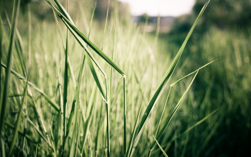 green color, rural scene, plant, close-up, stalk, crop, blade of grass, cereal plant, beauty in nature, land, leaf, plants, plantation, selective focus