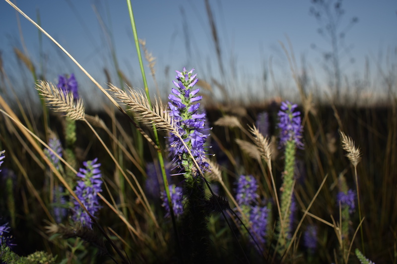 field, flowers, selective focus, lavender, land, flower, agriculture, freshness, purple, 5K, beauty in nature, close-up, plant, vulnerability, nature