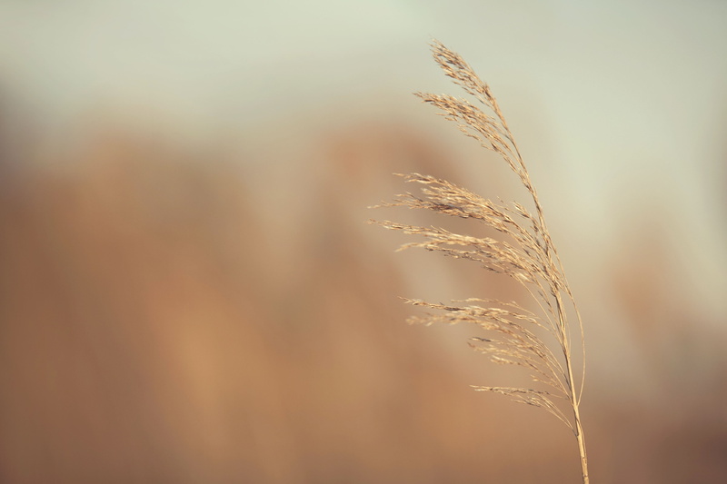 vulnerability, selective focus, agriculture, field, farm, tranquility, stalk, beauty in nature, no people, nature, day, 4K, plant, close-up, land, growth