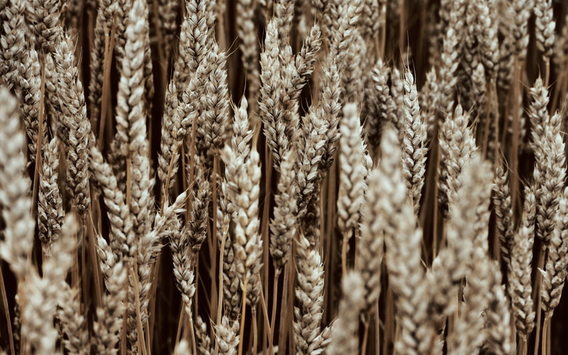 stalk, cereal plant, full frame, beauty in nature, backgrounds, 1080P, pattern, growth, focus on foreground, textured, no people, close-up, nature, selective focus