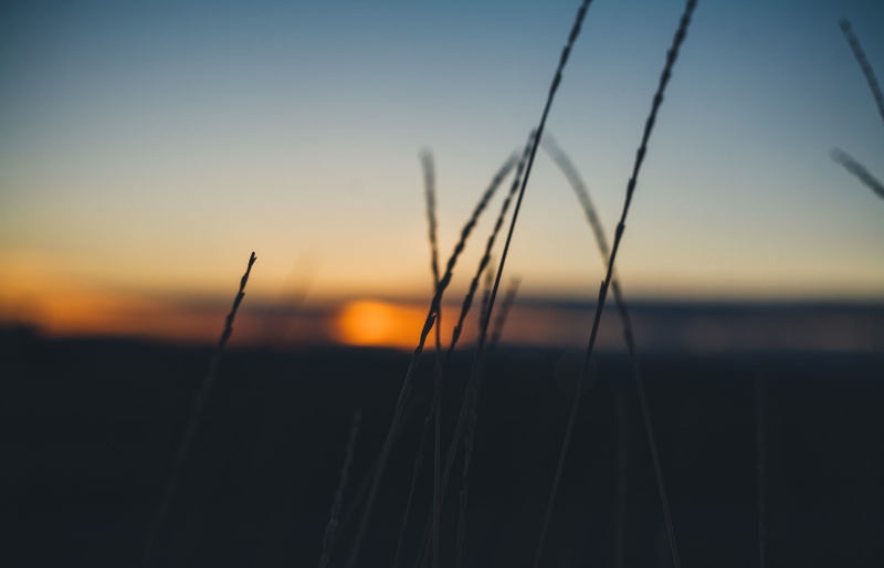 sky, outdoors, no people, land, sun, 4K, landscape, stalk, tranquil scene, field, beauty in nature, focus on foreground, close-up, orange color, scenics - nature