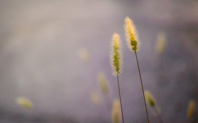 grass, flower, green color, 2K, outdoors, plant stem, vulnerability, nature, macro, selective focus, stalk, fragility, tranquility, focus on foreground
