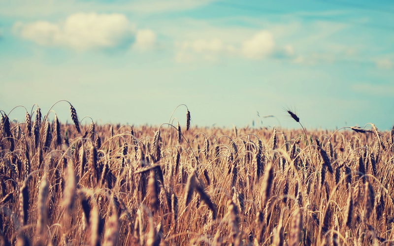 growth, field, wheat, sky, tranquil scene, day, environment, plants, scenics - nature, nature, crop, plant, rural scene, cereal plant, 720P, farm, landscape