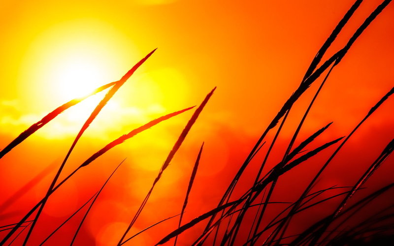 blade of grass, beauty in nature, growth, nature, focus on foreground, orange color, tranquility, grass, plant, idyllic, stalk, sunset, close-up, silhouette