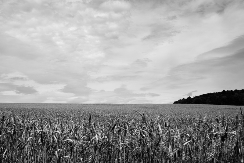 field, cloud - sky, scenics - nature, outdoors, rural scene, plant, 4K, growth, plantation, tranquility, no people, crop, farm, tranquil scene, environment