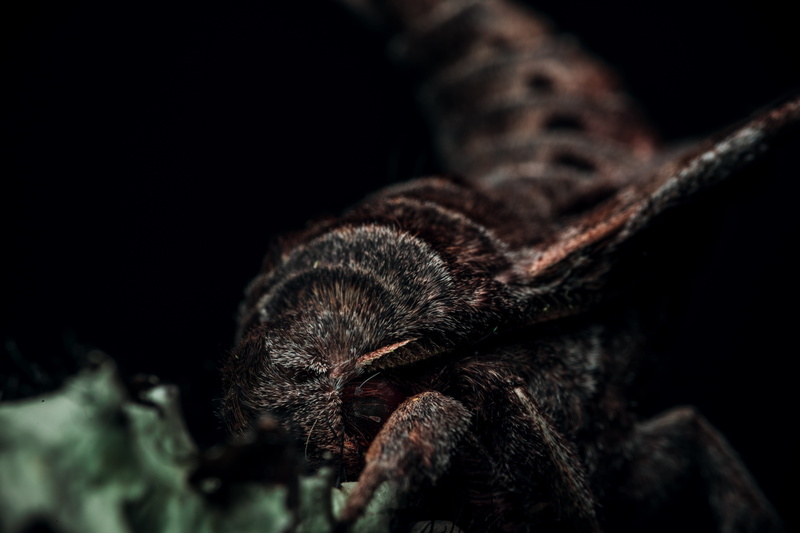 insect, tree, ultra macro, detailed, high detail, arachnid, invertebrate, definition, selective focus, animal leg, arthropod, light, night, closeup, bug