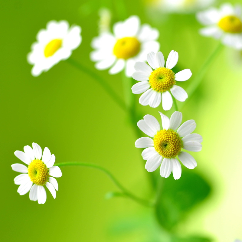 bright, inflorescence, outdoors, nature, no people, hq daisy flowers, pollen, petal, freshness, daisy, plant, close-up, flowering plant, 2K, uncultivated