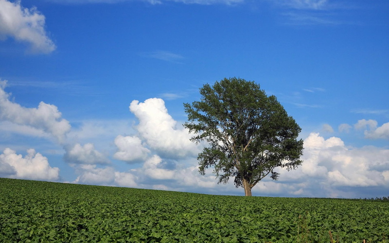 landscape, 3d and abstract, tree, hokkaido, green, lscape, 1080P, leaf, hq