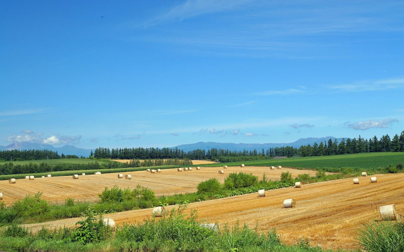 1080P, green, field, hokkaido, landscape, 3d and abstract, brown, hq, lscape
