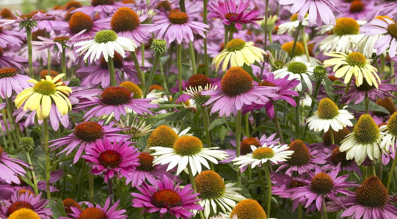 daisy, petaled, summer, blossom, flowering plant, backgrounds, flowerbed, pink, yellow, echinacea, vibrant Color, multi Colored, leaf, 1080P, white, coneflower