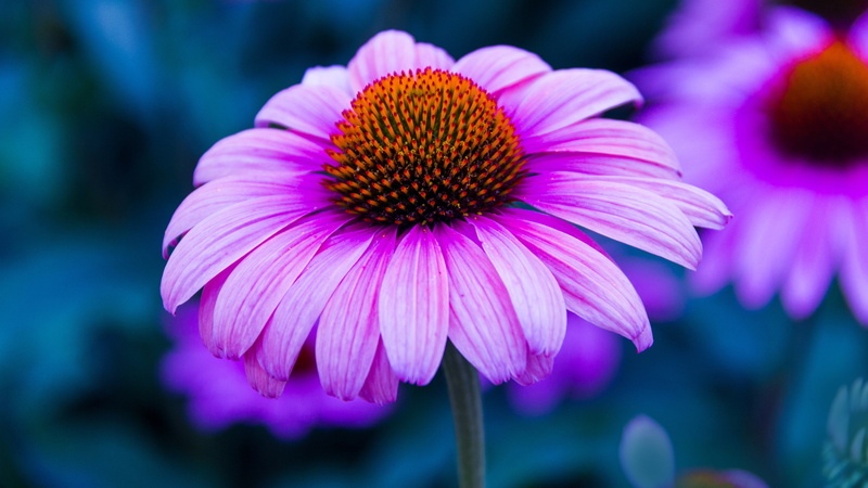 echinacea, petals, 4K, flower