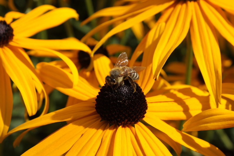flower, honeybee, beauty in nature, invertebrate, fragility, vulnerability, animals in the wild, flower head, one animal, yellow, close-up, flowering plant
