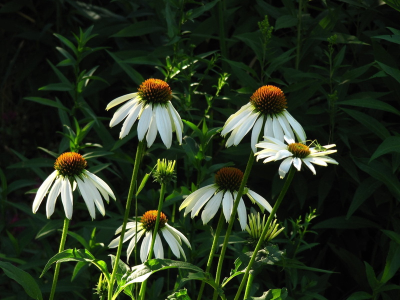 flowering plant, echinacea, plant, green color, focus on foreground, freshness, flowers, outdoors, growth, inflorescence, flower head, day, nature, no people