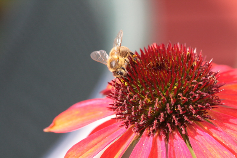 bee, black, flower, 4K, yellow, pollination, echinacea, honey