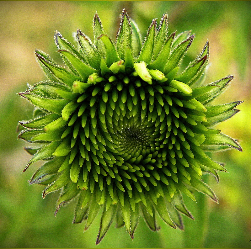 bud, outdoors, close-up, grüne, spiked, echinacea, spiky, green, plant, no people, growth, focus on foreground, nature, closeup, flower, purpursonnenhut