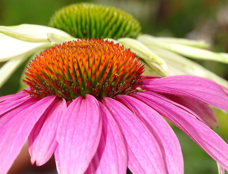 perrennial, beauty in nature, 4K, wildlife friendly, petal, fragility, nature, flower head, vulnerability, flower, echinacea, pollen, no people, plant