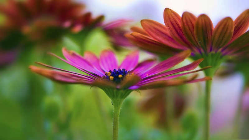 fragility, coneflower, multi Colored, pollination, leaf, petal, ornamental garden, nature, vibrant Color, color Image, bright, beauty In Nature, springtime